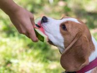 狗狗可以吃西瓜吗?西瓜的健康益处有哪些?