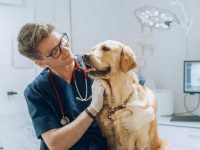 狗狗膀胱结石的类型有哪些?狗狗膀胱结石的4种常见原因!