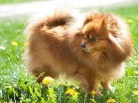 博美犬价格大概多少钱?影响价格的因素有哪些?