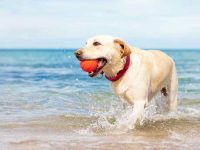 狗狗前交叉韧带 (CCL) 撕裂的7个迹象