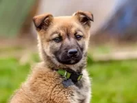 德国牧羊犬和拳师犬杂交的小狗叫什么名字?智商怎么样?