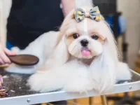 10个DIY狗狗美容小贴士:用省钱的方式让狗狗保持干净