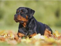 十种最适合家庭饲养的护卫犬,为你的孩子和家庭保驾护航!