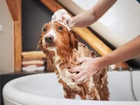 多长时间给狗狗洗一次澡?给狗狗洗澡的9大好处!