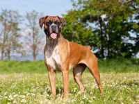 拳师犬品种指南:优缺点与饲养解读