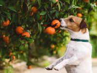 狗狗可以吃橙子吗?揭秘橙子对狗狗的奇妙影响!