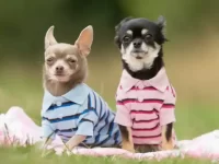 公狗和母狗之间真的有区别吗?公狗和母狗谁更具攻击性?