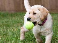 纯种拉布拉多猎犬多少钱一只?影响价格的主要原因是什么?