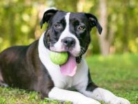 网球可以给狗咬着玩吗?网球当狗狗玩具的4大危害!