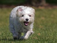 马耳他犬掉毛量是多少?马犬掉毛是什么原因造成?