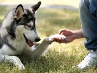 狗狗如何用眼神表达爱意?狗狗喜欢你的3种表现!