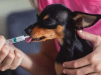 狗狗不肯喝药水?看看什么药真的有效!