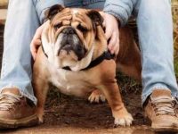 一只英国斗牛犬幼犬多少钱?身高体重有多大?