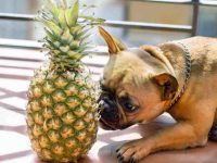 狗狗可以吃菠萝吗?菠萝的健康益处及安全提示!