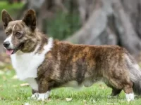 柯基犬幼犬多少钱一只?属于什么犬类?