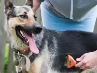 德国牧羊犬掉毛历害吗?夏天和冬天会掉更多的毛吗?