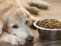 什么是狗的肠梗阻?狗狗肠梗阻的全方位指南及预防!