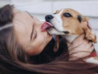 狗狗的嘴真的比人类的干净吗?狗和人的嘴巴有何不同?