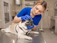 狗狗耳朵失聪表现有哪些?狗狗耳聋和听力损失指南