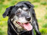 狗狗常见的8种衰老迹象,说明它真的步入老了!