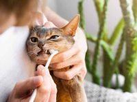 如何给猫咪刷牙?7个小贴士轻松刷牙的技巧与护龈妙方!