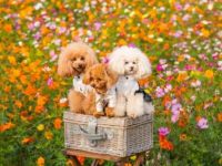 纯种贵宾犬幼犬要多少钱一只?护理和健康方面的花费有哪些?