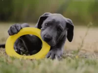 一只大丹犬幼犬要多少钱?要考虑哪些成本因素?