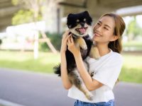 狗狗糖尿病的全面指南:常见症状和治疗方案