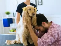 我太想去世的狗狗了怎么办?狗狗去世后的心理自救与情感寄托!