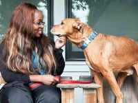 狗胃胀气的症状有哪些?从症状到应对的全面解析!