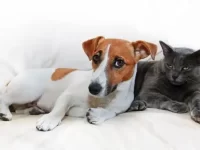 狗狗吃了猫屎后该怎么办?为什么狗狗会吃猫屎?