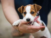 幼犬什么时候换乳牙?幼犬出牙的顺序和时间!