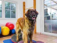 瘫痪的狗狗治疗和康复需要多长时间?