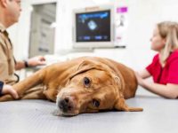 什么是狗的慢性肾衰竭?狗狗肾衰竭的早期症状!