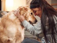 狗狗有烟花恐惧症怎么办?狗狗鞭炮烟火恐惧症缓解方法!