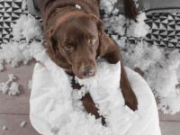 狗狗分离焦虑症:常见原因及应对方法