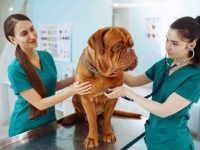 狗狗可能处于癌症晚期的迹象和症状