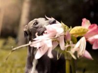 家里有狗狗不能养的植物,你家摆放了吗?