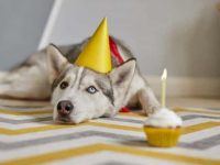 我的狗狗多大了?如何辨别狗狗的年龄?