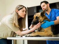 失去宠物后的悲伤分为哪五个阶段?