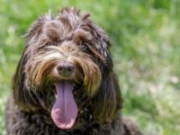 比格犬和贵宾犬的混血性格好不好?有哪些优缺点?