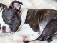 波士顿梗犬掉毛多吗?波士顿梗犬掉毛的原因及理方法