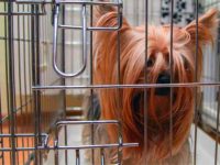 小偷喜爱的15种品种,你家狗狗在其中吗?