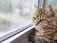 什么是猫心脏病?猫咪心脏病的全面解析及预防技巧