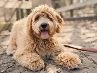 金毛犬真的会掉毛吗?金毛犬什么时候掉毛最多?