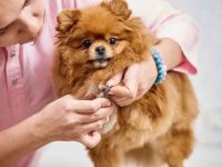 狗狗指甲感染:症状、原因和治疗方法