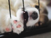 小狗在笼子里不停地哭闹怎么办?学会这招让它安静不焦虑!