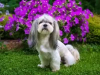 家有宠物如何园艺养殖?宠物主人的园艺注意事项!