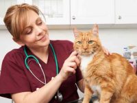 猫是怎么判断尿路感染?猫咪的常见症状和治疗方案!