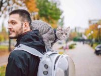 养一只猫要花多少钱?拆解新手必知的开销与避坑指南!